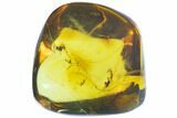 Polished Chiapas Amber With Insect Inclusions ( g) - Mexico #102807-1